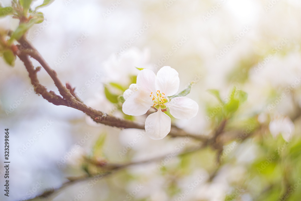 blooming apple tree in spring