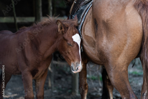 Pony with a mare. Portrait of a brown foal. Muzzle of a foal. Brown foal. Small horse with an asterisk on a forehead. Closeup hug of animals