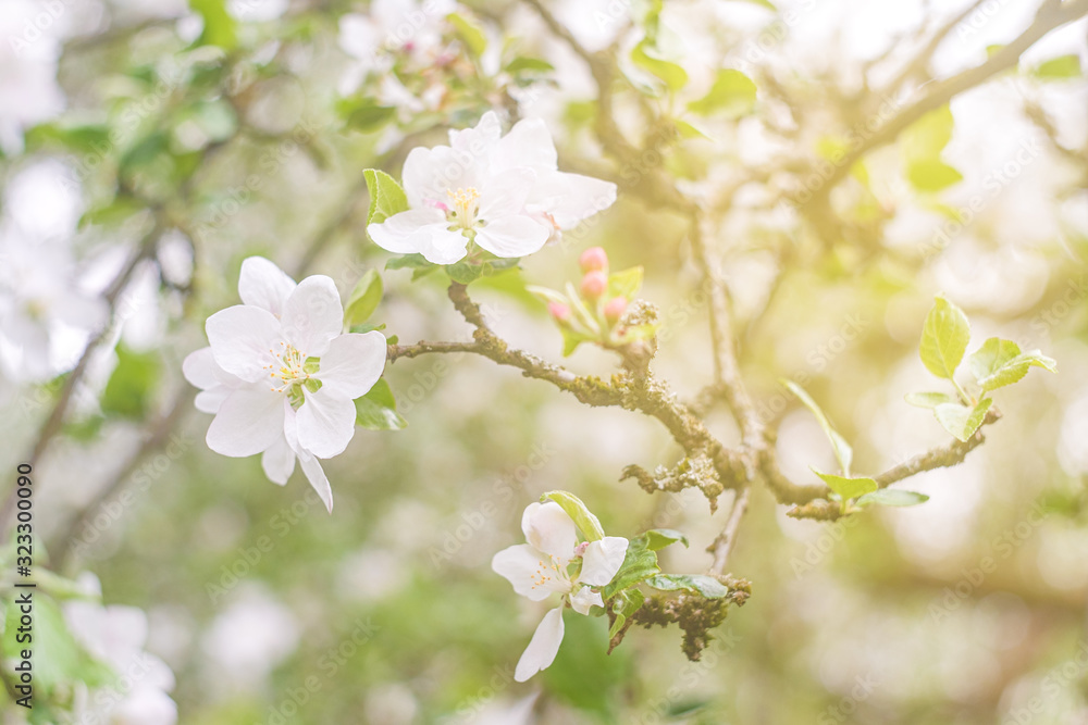 blooming apple tree in spring