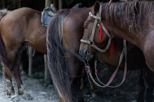 Fototapeta Naklejka Na Ścianę i Meble -  Portrait of a sports stallion. Riding on a horse. Thoroughbred horse. Beautiful horses. Sports horse in ammunition before competitions. Closeup