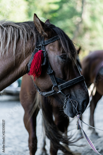 brown horse in the pasture. a horse grazes on a green meadow under the sun. Welsh pony running and standing in high grass, long mane, brown horse galloping, brown horse standing in farm