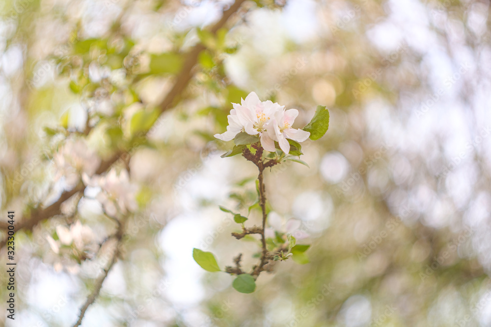 blooming apple tree in spring blooming apple tree in spring
