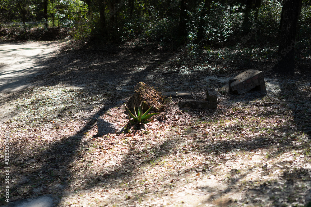 Obraz premium Aloe You Know