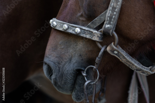 Portrait of a sports stallion. Riding on a horse. Thoroughbred horse. Beautiful horse. Sports horse in ammunition before competitions. Closeup © MONIUK ANDRII