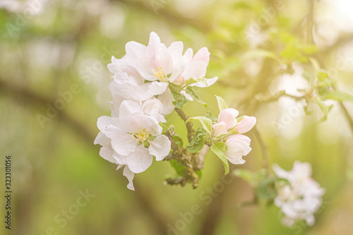 blooming apple tree in spring