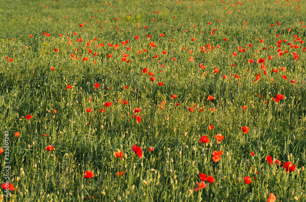 closeup of red poppy on cereal field.  Papaver rhoeas common names include corn poppy , corn rose , field poppy , red poppy , red weed , coquelicot .