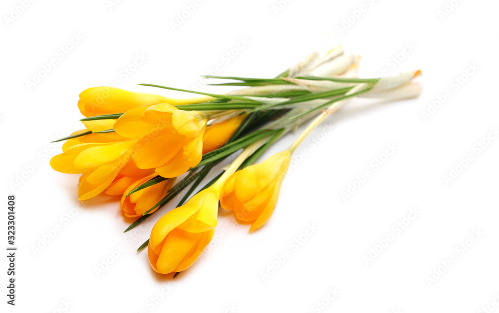 Snow crocus or golden crocus isolated on white, Crocus chrysanthus Snow crocus or golden crocus isolated on white, Crocus chrysanthus
