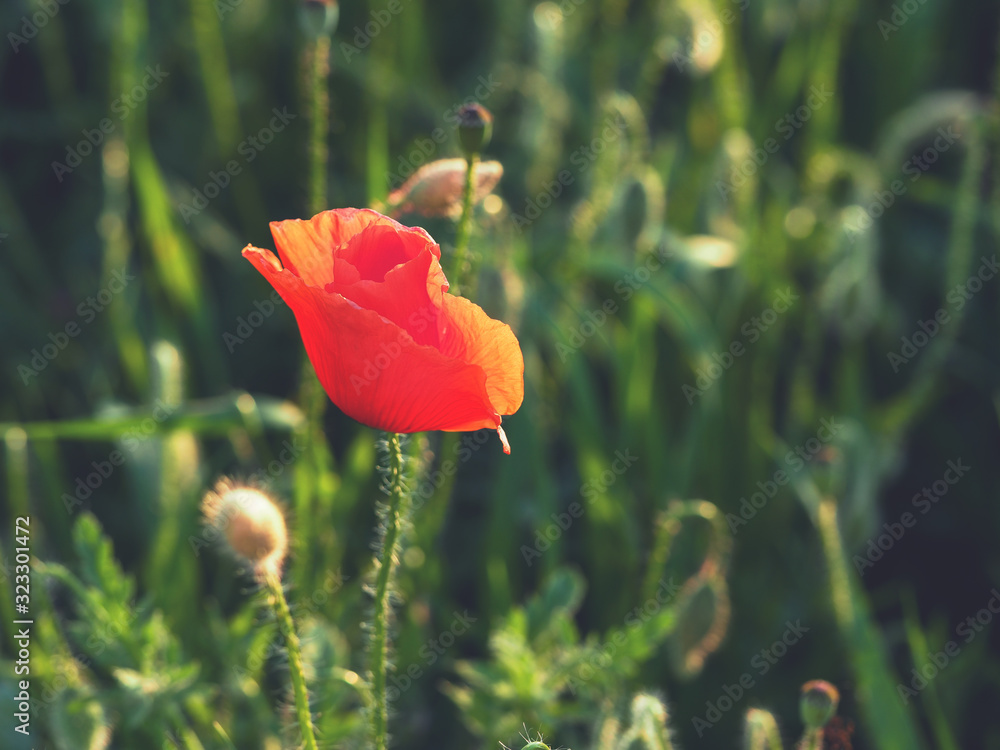 Obraz premium closeup of red poppy on cereal field. Papaver rhoeas common names include corn poppy , corn rose , field poppy , red poppy , red weed , coquelicot .