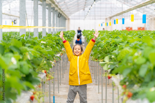 Family is havesting in a closed strawberry farm platation. photo