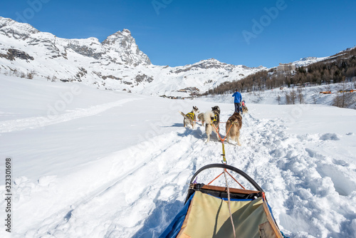 cani da slitta sulla neve photo