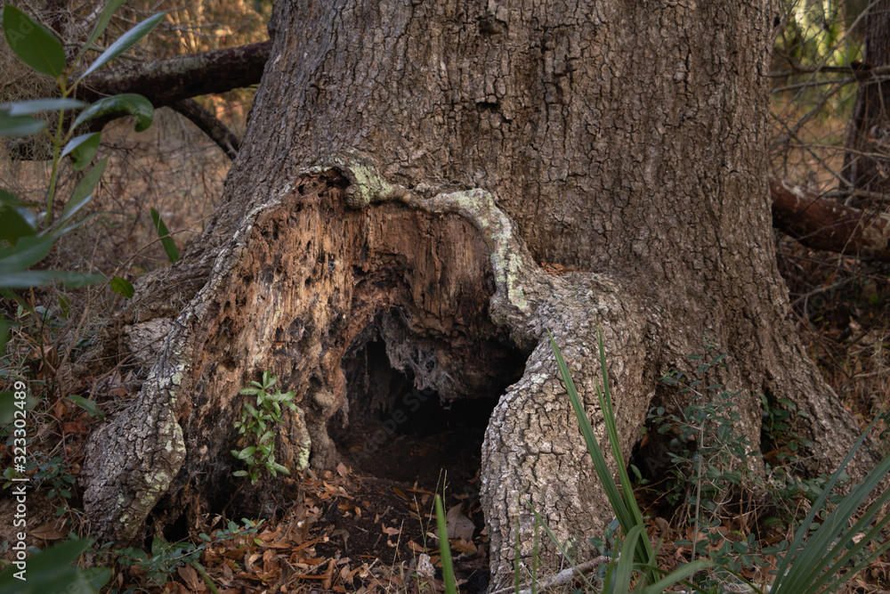 wood stump hole hidden