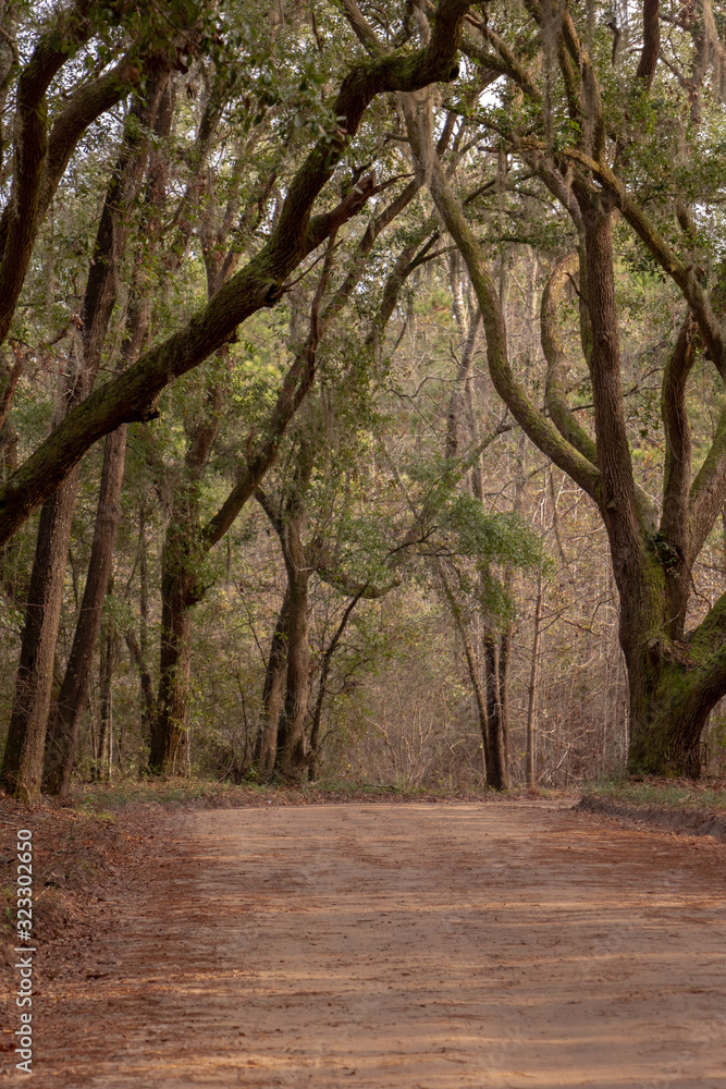 Fototapeta premium path of trees dirt road