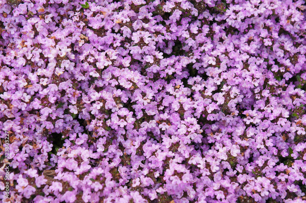 Thymus serpyllum minor creeping thyme purple flowers background