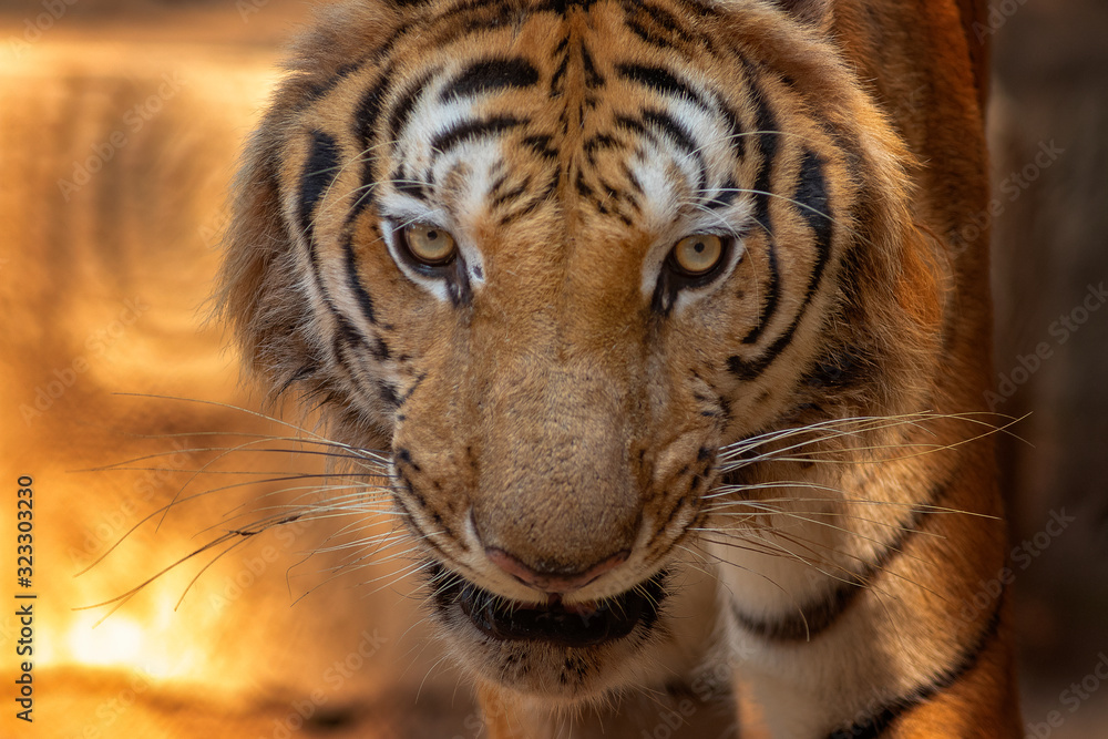 Naklejka premium tiger in zoo