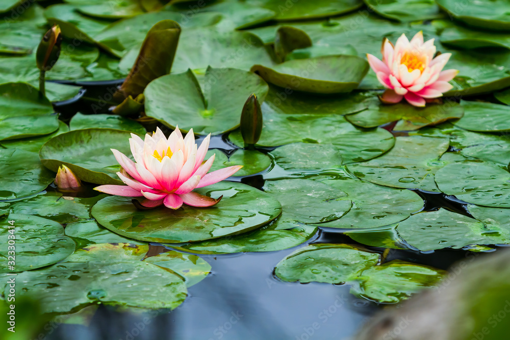 Lotus flower. Spring. Beautiful fresh natural background with copyspace. Shallow depth of field. Lotus flower. Spring. Beautiful fresh natural background with copyspace. Shallow depth of field.