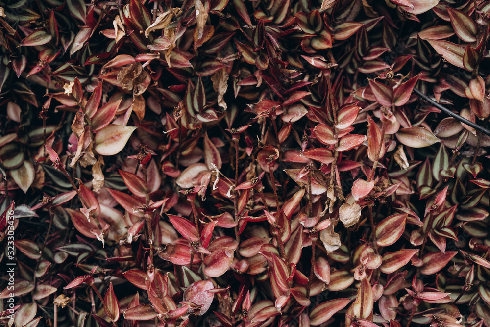 natural background of plants pattern natural background of plants pattern