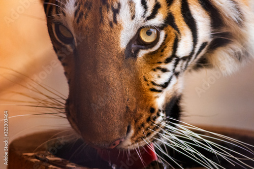 portrait of a tiger