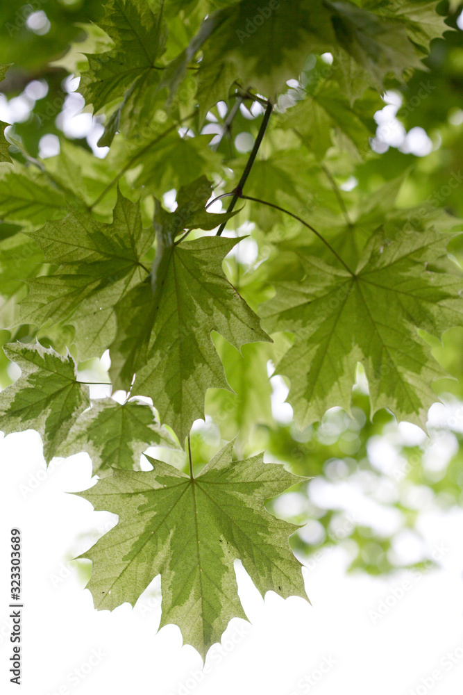 variegated maple leaves backlit against white background