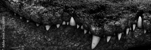 White teeth of a large crocodile