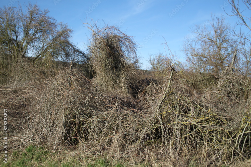 Wasteland with creepers and brambles jungle Stock Photo | Adobe Stock