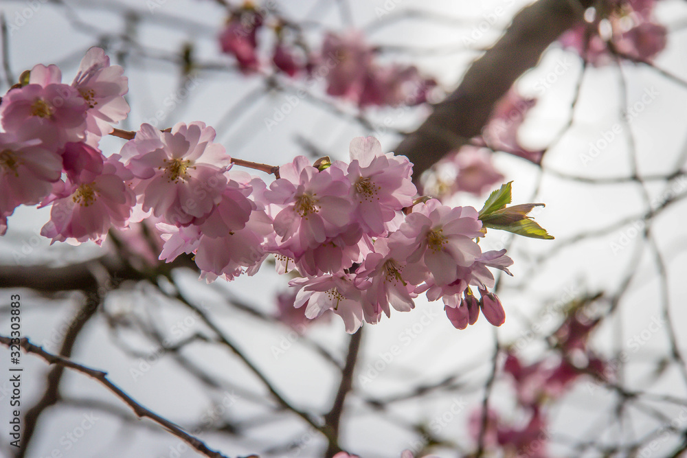 Obraz premium Japanische Kirschblüte
