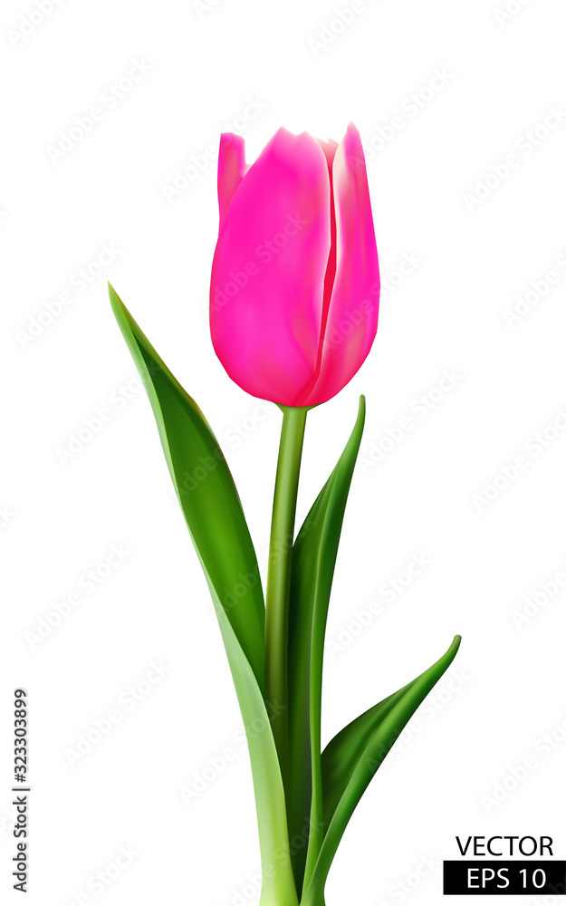 One pink tulip with green leaves isolated One pink tulip with green leaves isolated