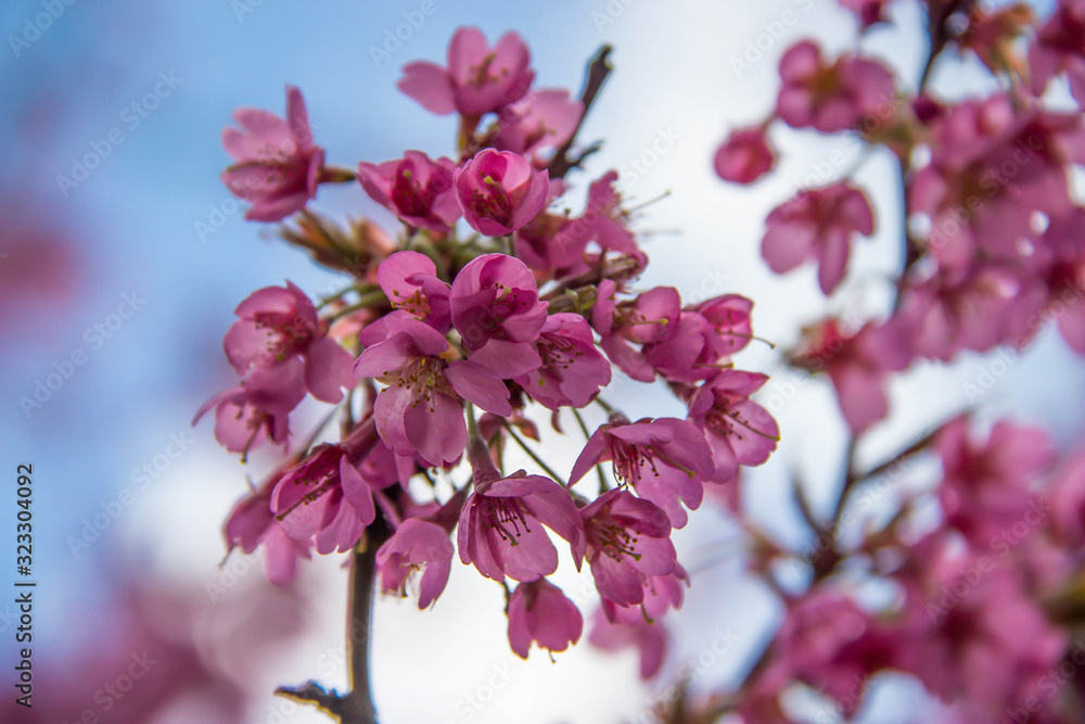 Fototapeta premium Japanische Kirschblüte