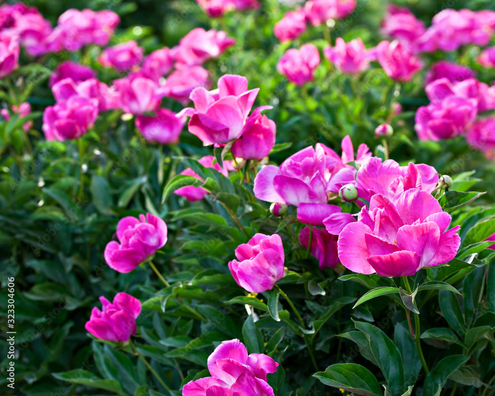 Obraz premium Shrub pink peonies in the garden