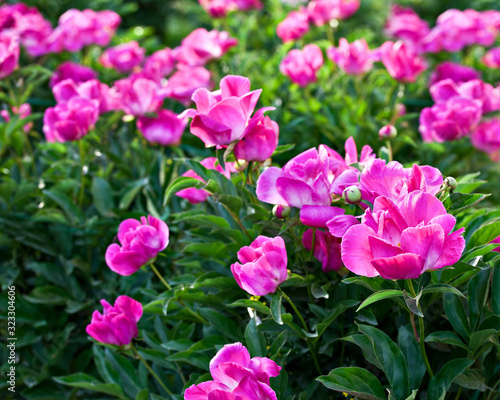 Shrub pink peonies in the garden © annatronova