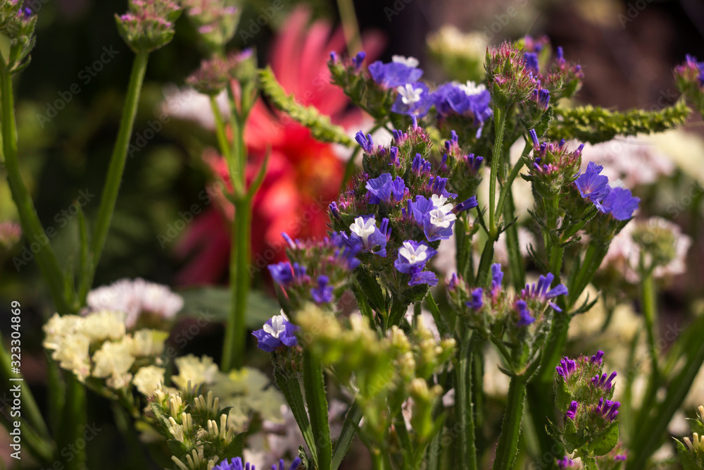 Limonium (Plumbaginaceae) - small white and blue summer flowers grow in the garden, pink dahlia in the background Limonium (Plumbaginaceae) - small white and blue summer flowers grow in the garden, pink dahlia in the background