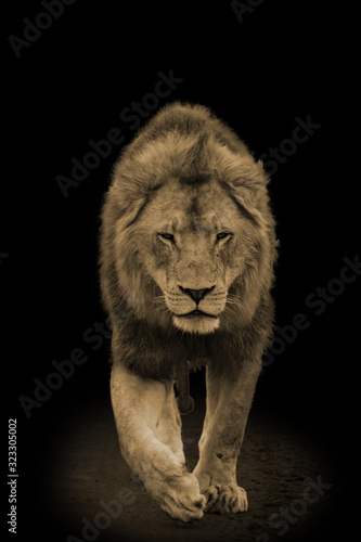 Löwenportrait auf dunklem Hintergund photo