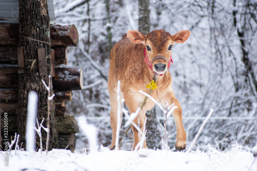 a calf in the snow