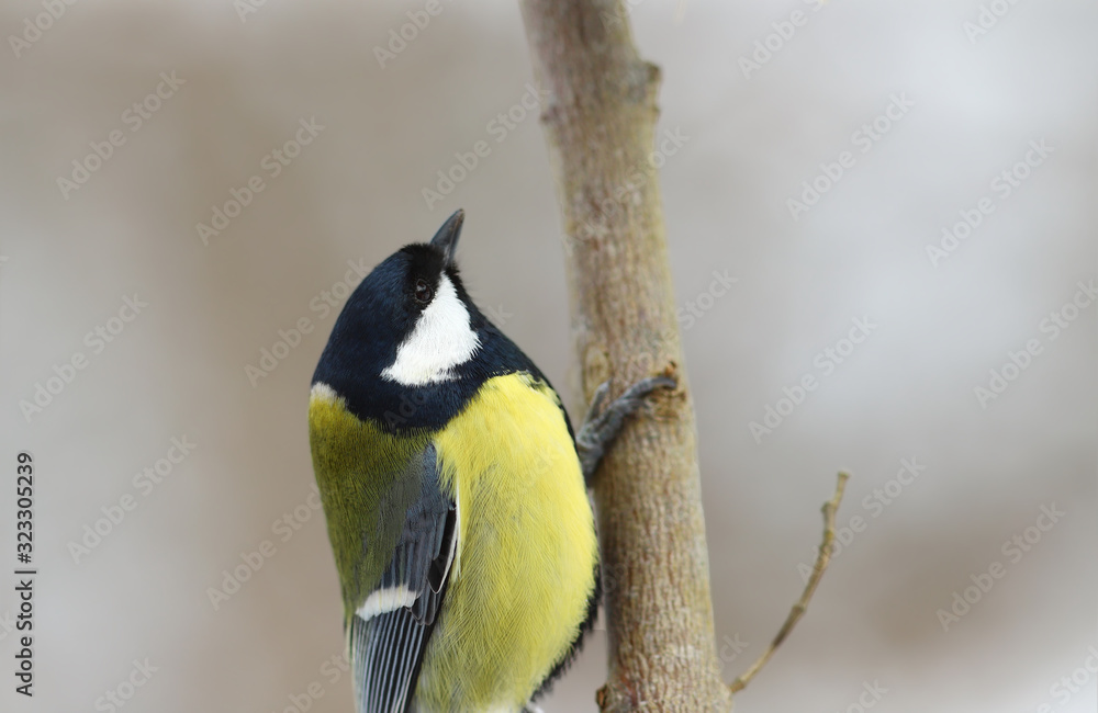 Naklejka premium Portrait of a big tit, which sits on a branch on a blurred background of an indeterminate color