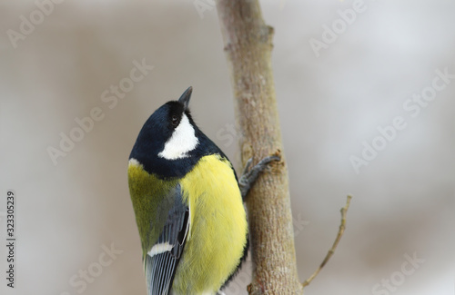 Portrait of a big tit, which sits on a branch on a blurred background of an indeterminate color