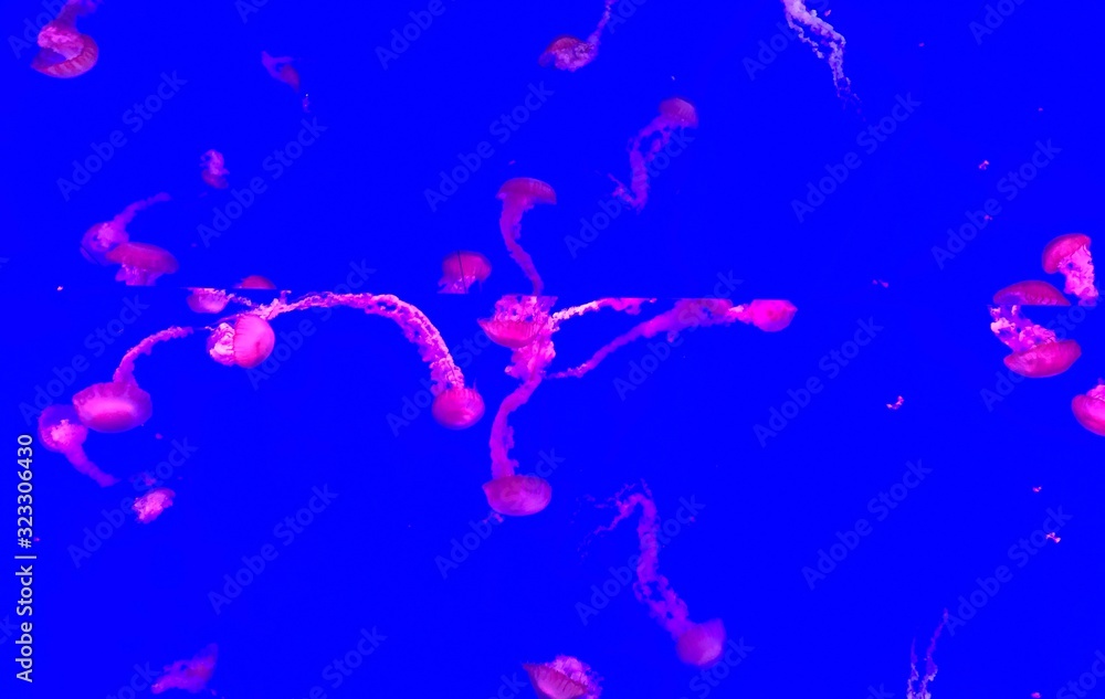 Obraz premium jellyfish, ripley's aquarium