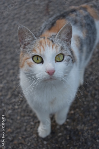 cat with yellow eyes