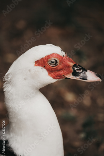 duck in zoo
