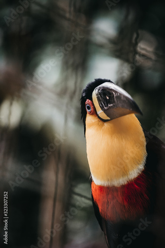 bird of prey
