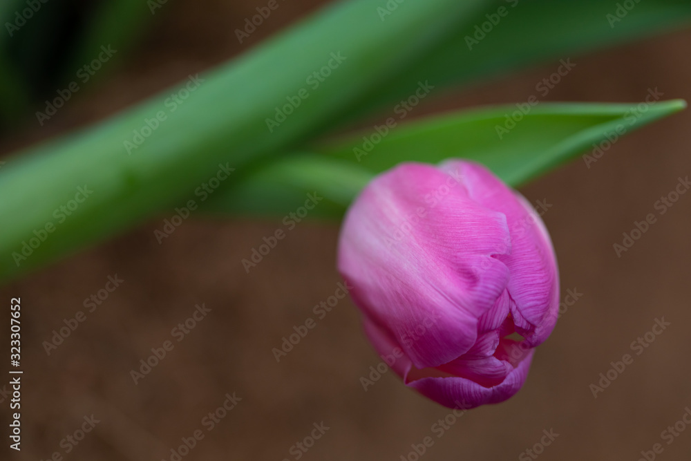 Fototapeta premium Delicate fresh purple tulip bud, close up, selective focus