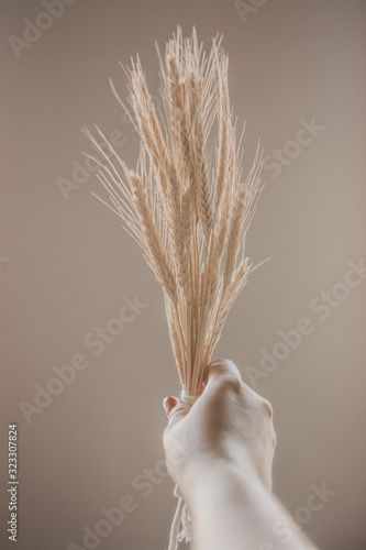 ears of wheat on white background