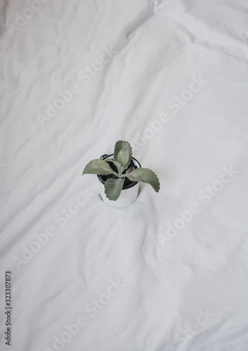 wedding rings on pillow