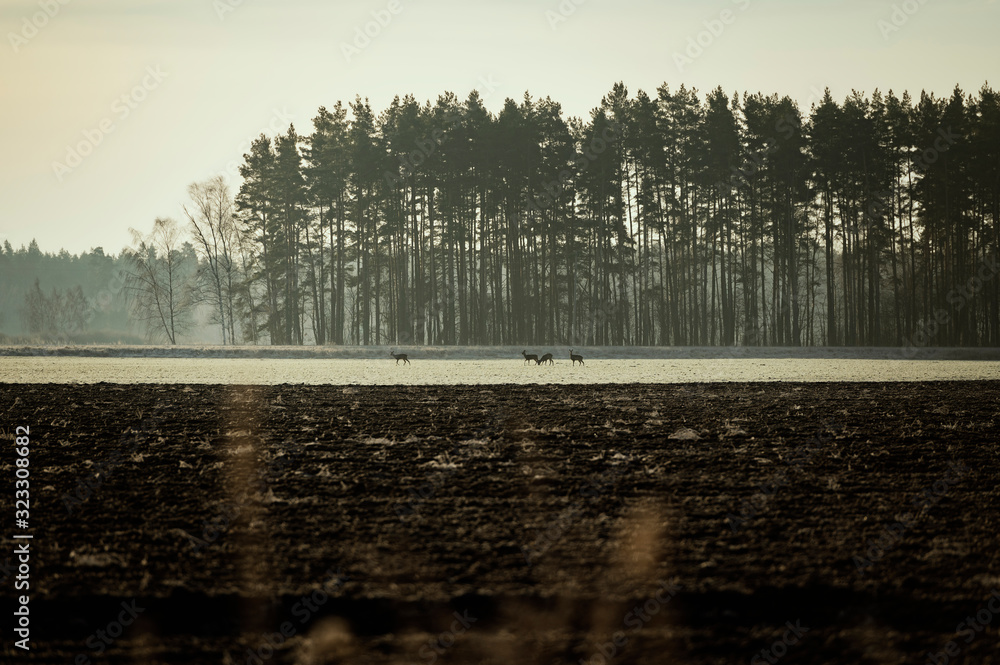 Fototapeta premium Roe deer herd from distance over open field during winter sunrise. (high ISO image)