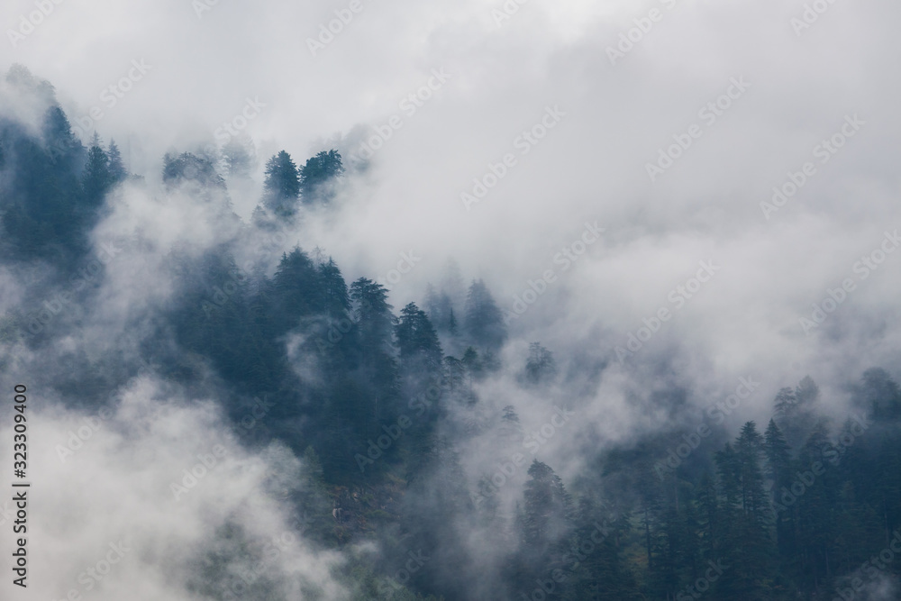 Forested mountains in cloud and mist