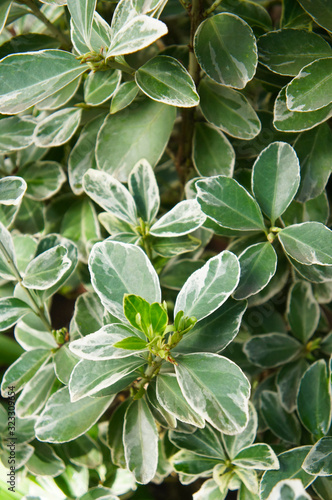  Euonymus japonicus albomarginatus evergreen spindle green and white leaves 