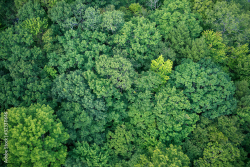 Forest in Vermont aerial view © Martin