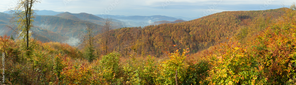 Panoramatic view on forest in autumn. Panoramatic view on forest in autumn.