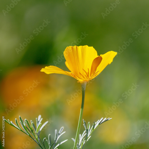 Beautiful yellow flower Eschscholzia on a green blurred background of grass, flower leaves.landscape.Photo.Headpiece.