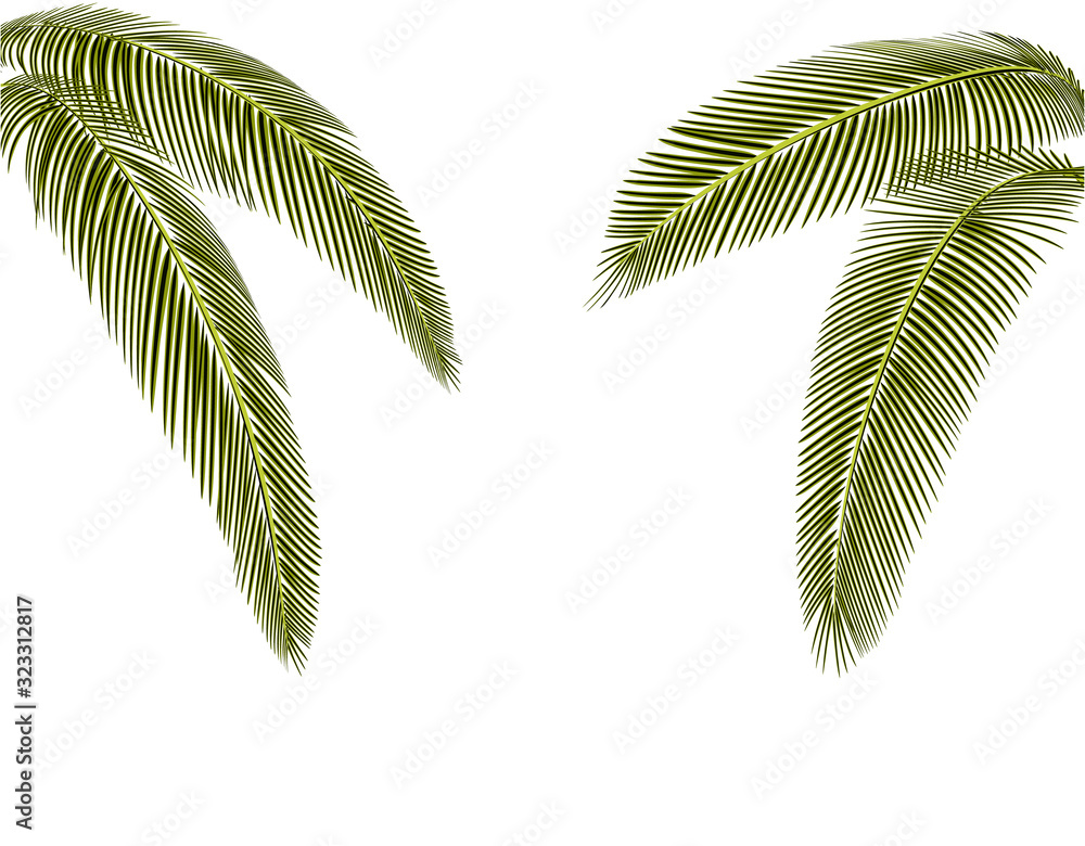 Fototapeta Tropical dark green palm leaves. On both sides. Isolated on a white background without mesh and gradient. illustration
