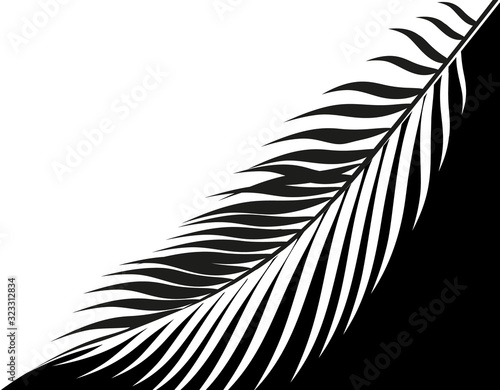 Black and white stylized drawing of a tropical palm leaf. . illustration