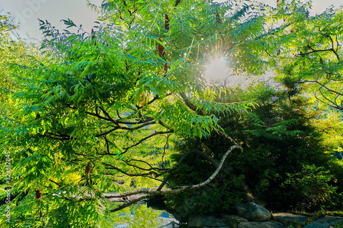 Beautiful sun beams through green tree branches